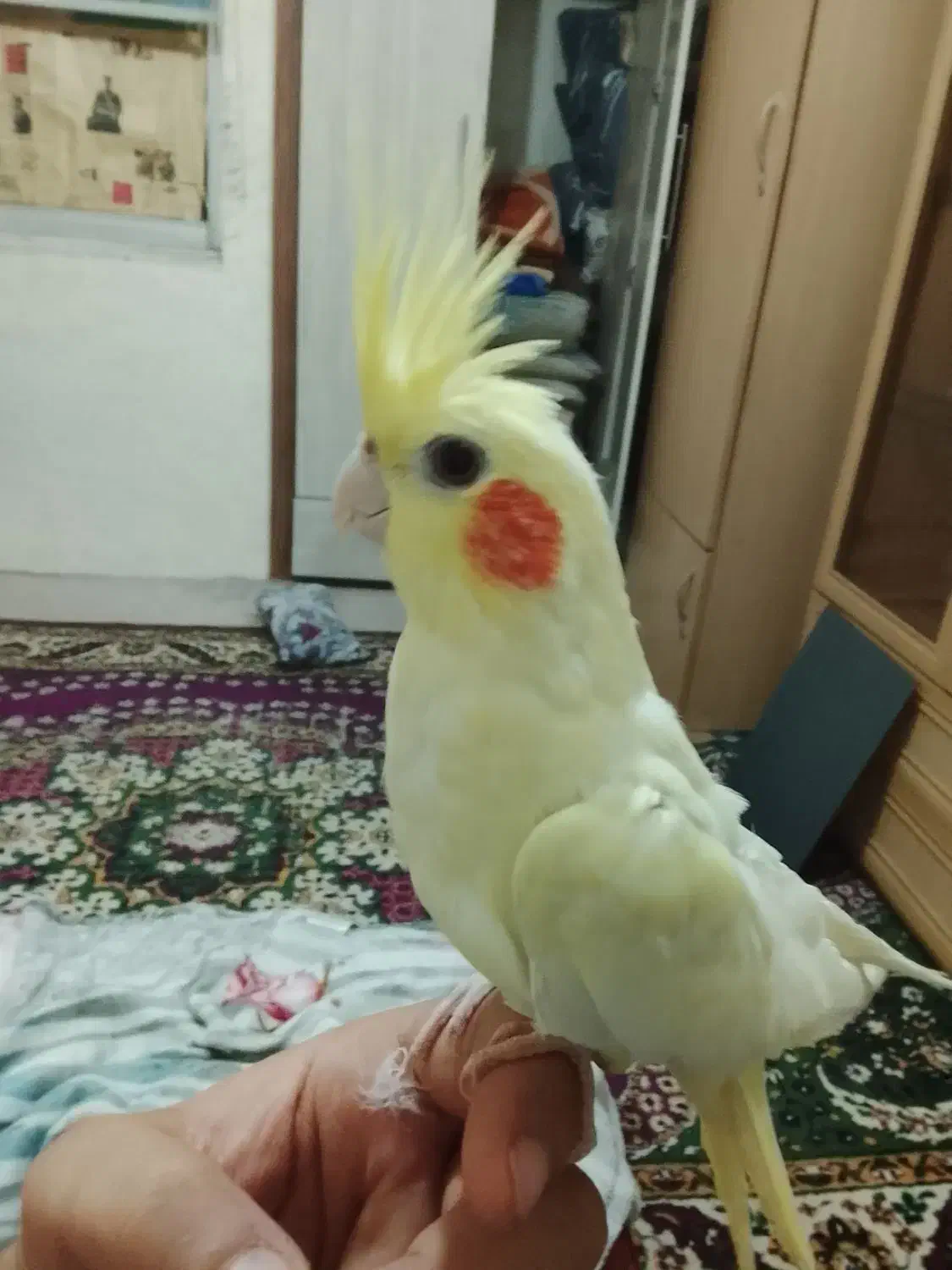 عروس هلندی ناز|پرنده|مشهد, هفده شهریور|دیوار