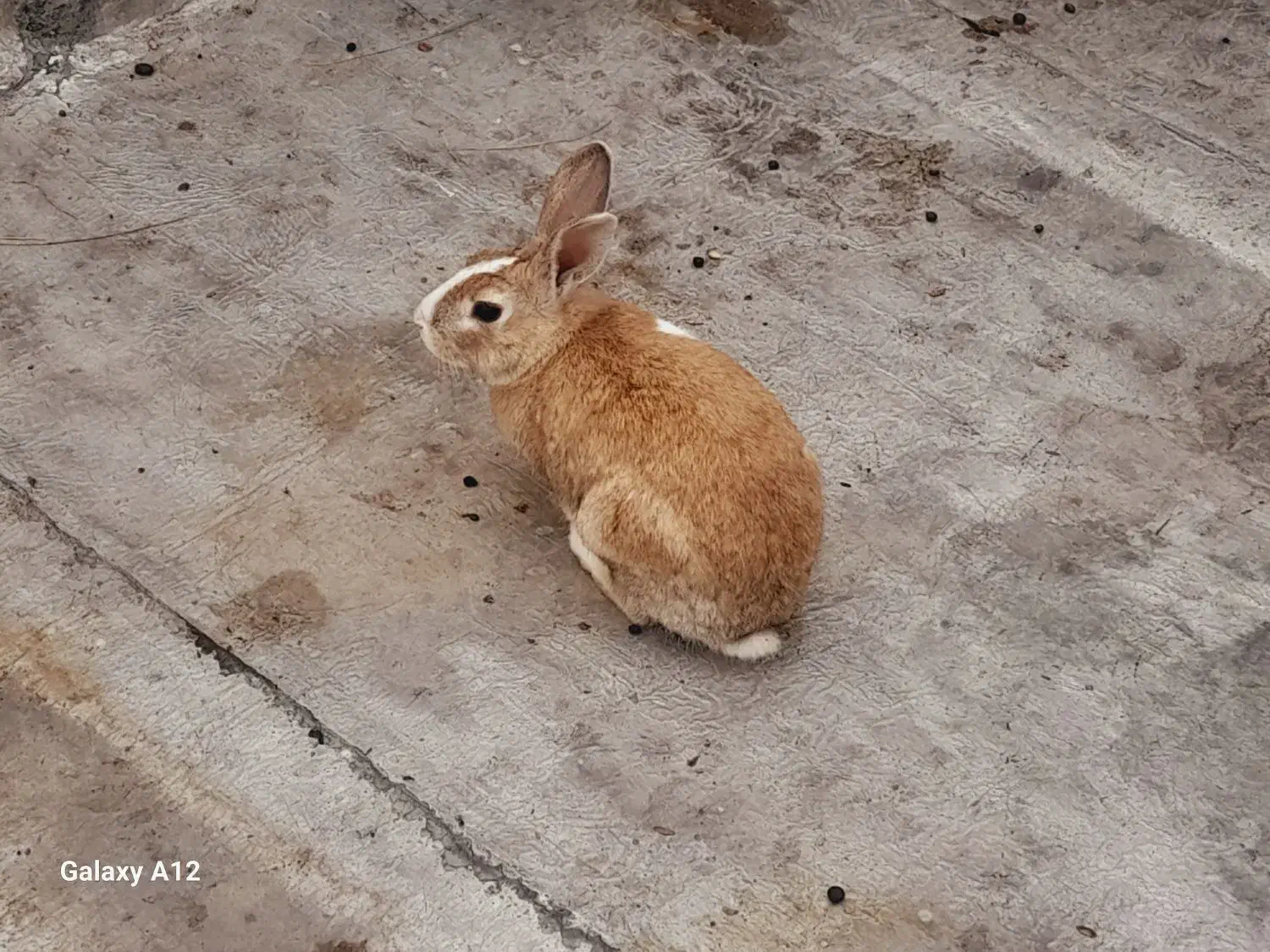 خرگوش|موش و خرگوش|نگین شهر, |دیوار