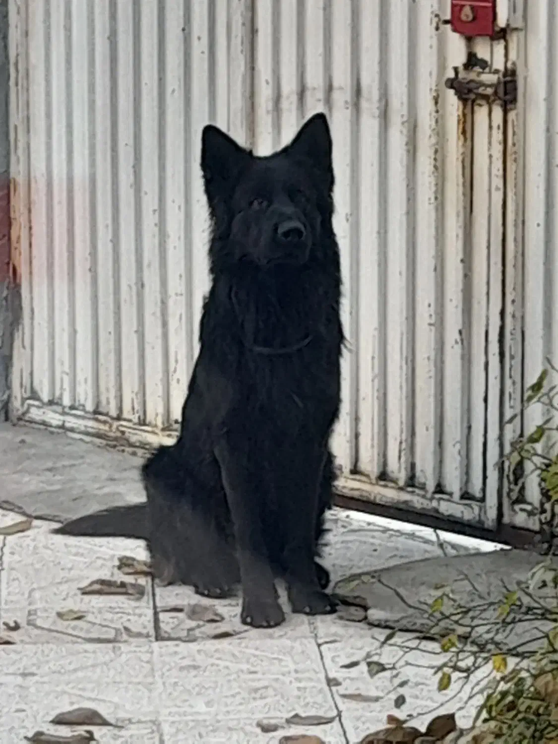 جفت گیری|سگ|ارومیه, |دیوار