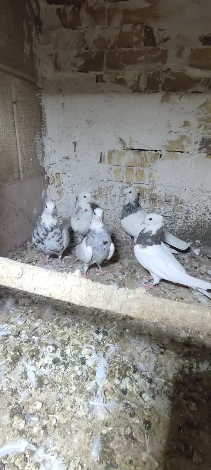 طوقی|پرنده|فشاپویه, |دیوار