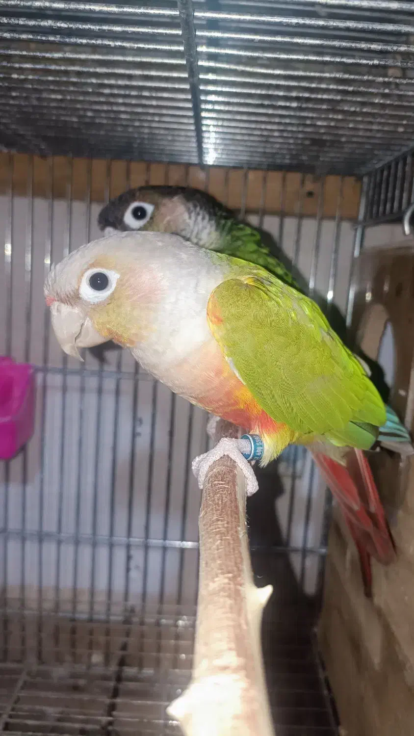 گرینچیک سرلاکی و دونخور|پرنده|مبارکه, |دیوار