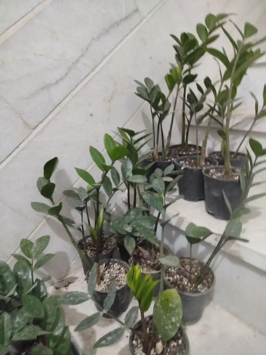 فروش زاموفیلیا|گل و گیاه طبیعی|اردکان, |دیوار