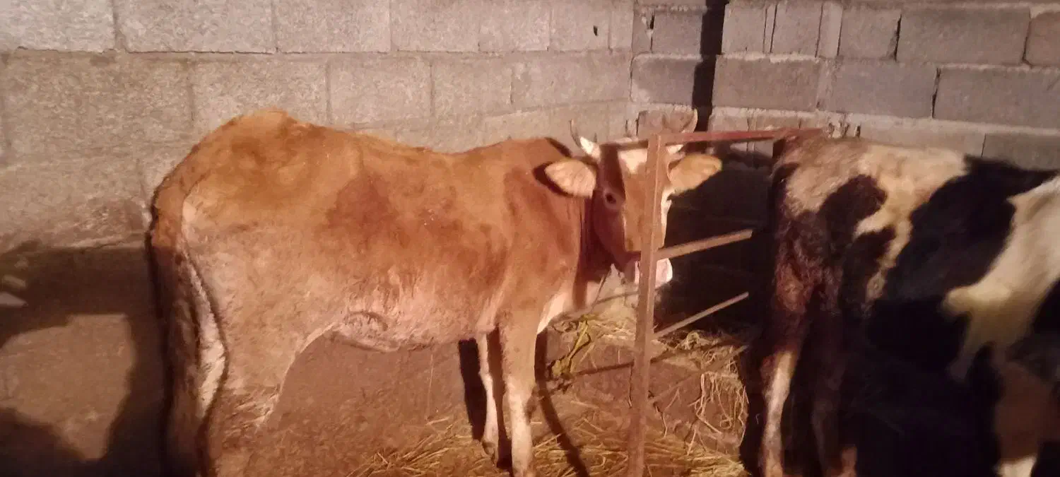 فروش لیشه آس|حیوانات مزرعه|واجارگاه, |دیوار