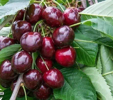 تولید نهال گیلاس پایه کوتاه گزیلا|خدمات باغبانی و درختکاری|دیلمان, |دیوار