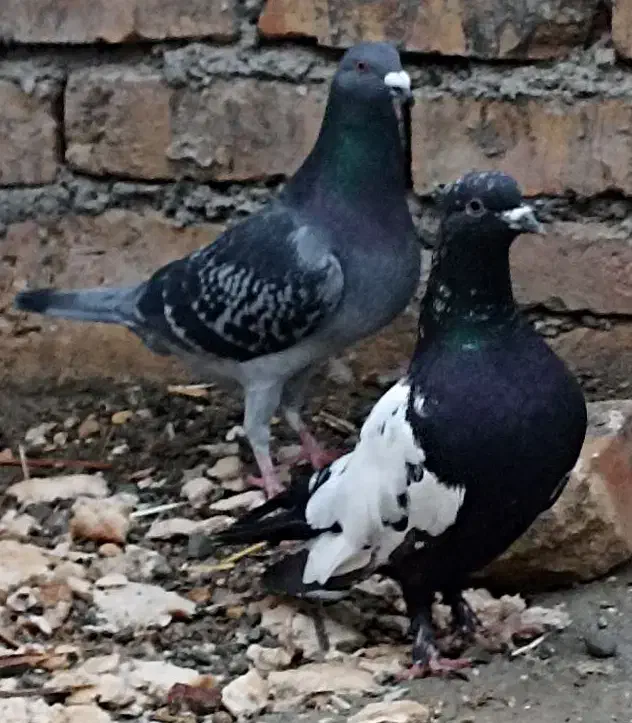 کبوتر مگس سینه ای زاغ|پرنده|سراوان, |دیوار