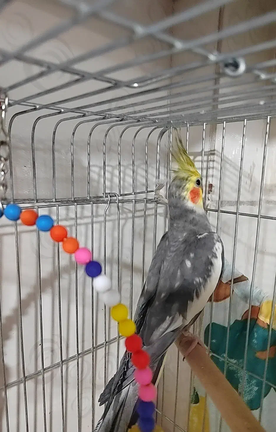 عروس هلندی نر|پرنده|پاکدشت, پاکدشت (مامازند)|دیوار