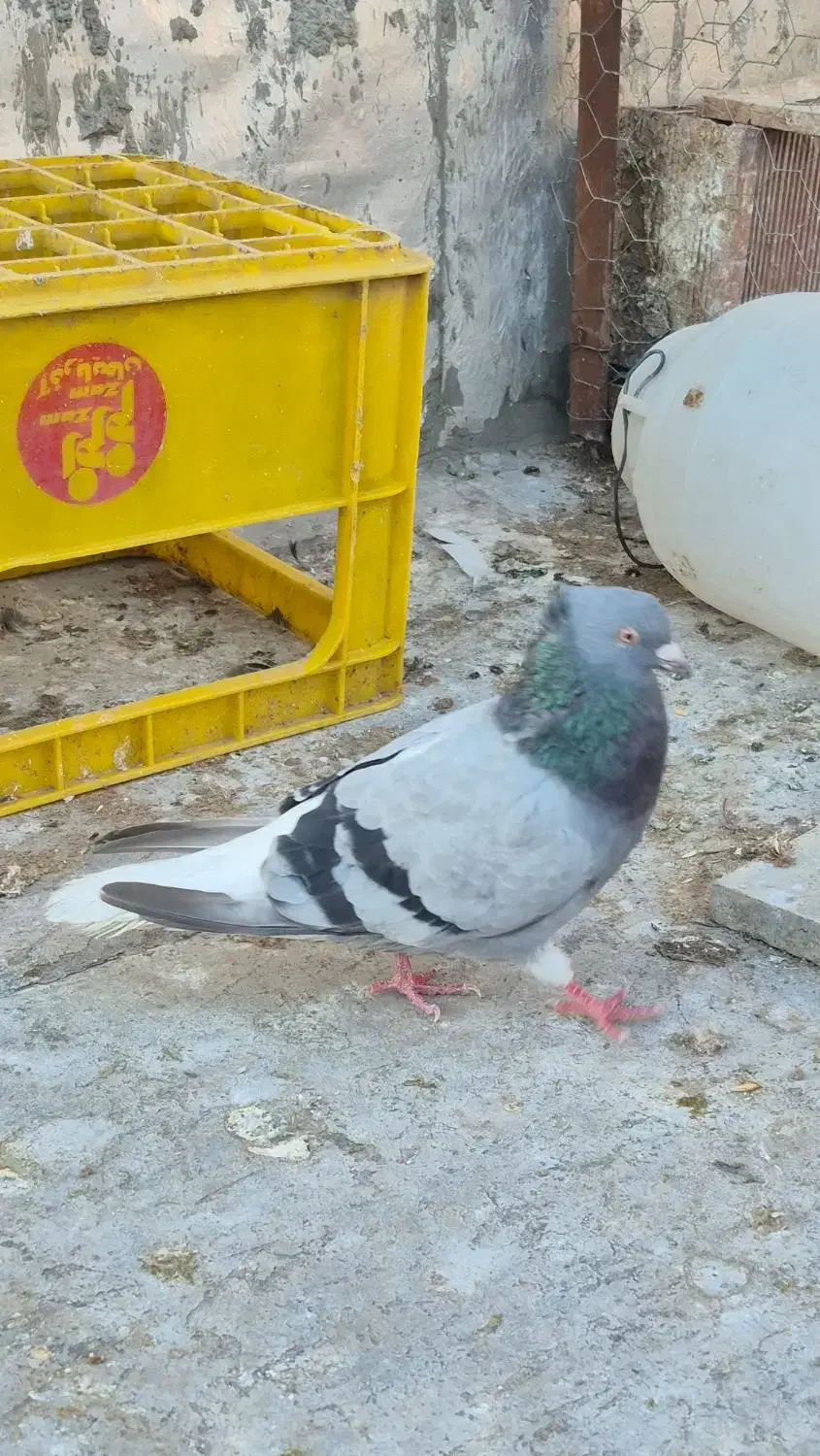 دم سفید نر|پرنده|اردبیل, |دیوار