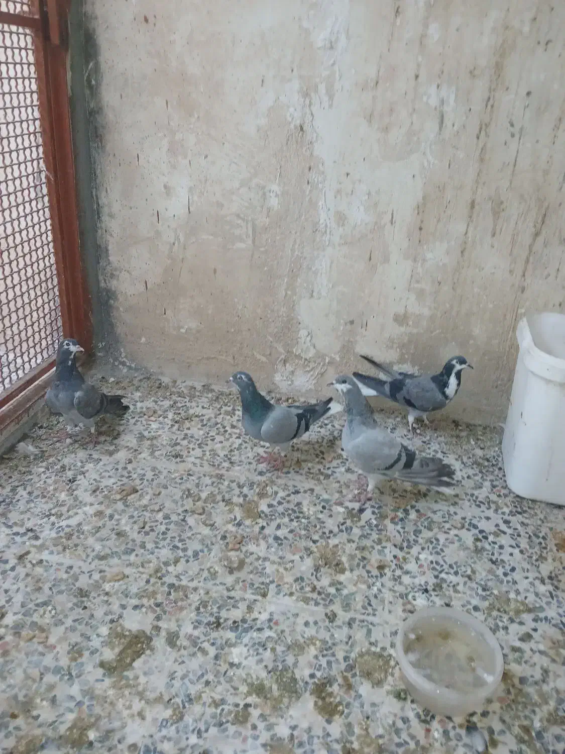 4تا همش باهم 500|پرنده|خمینی‌شهر, |دیوار