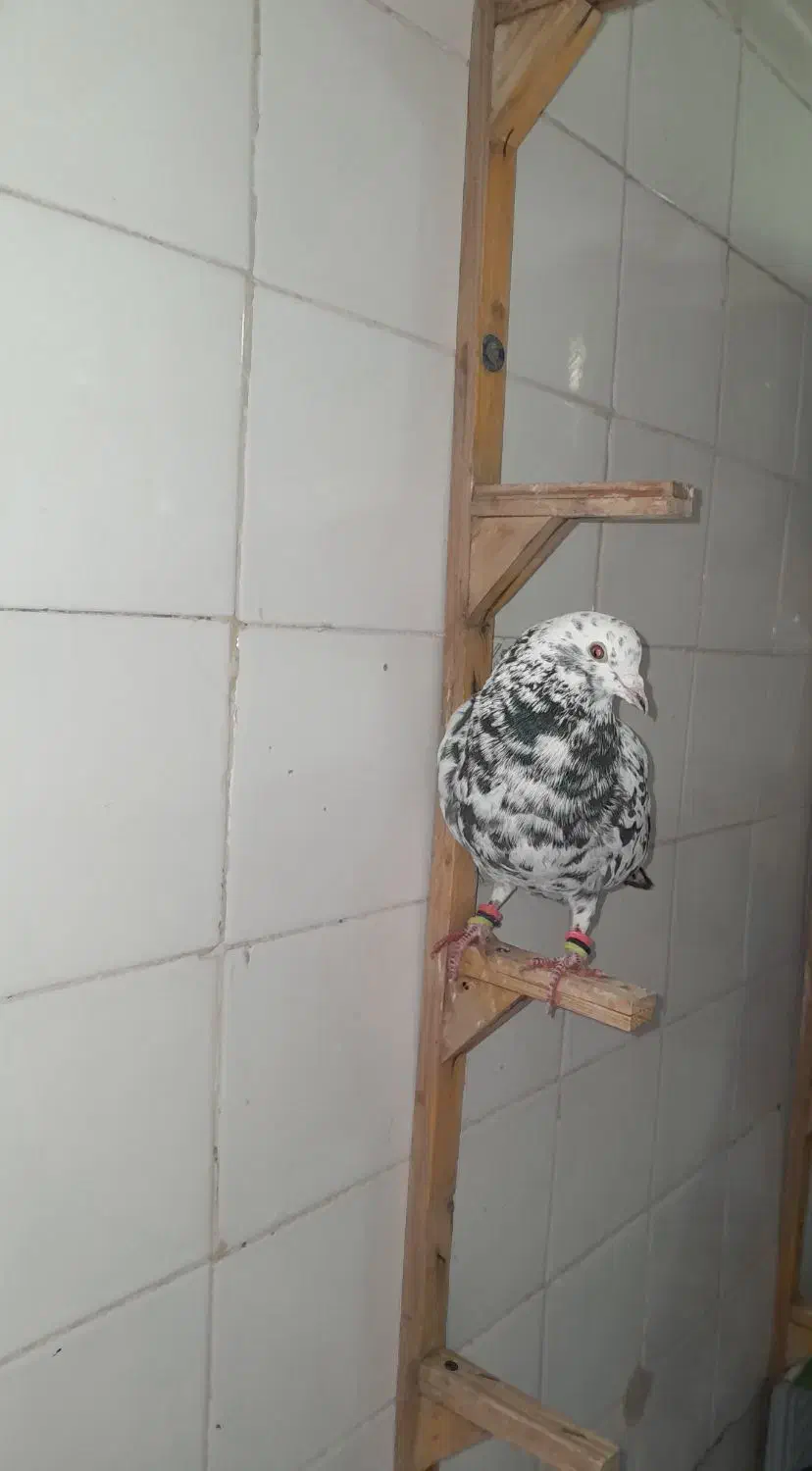 کفتر سار سرور|پرنده|مشهد, سمزقند|دیوار