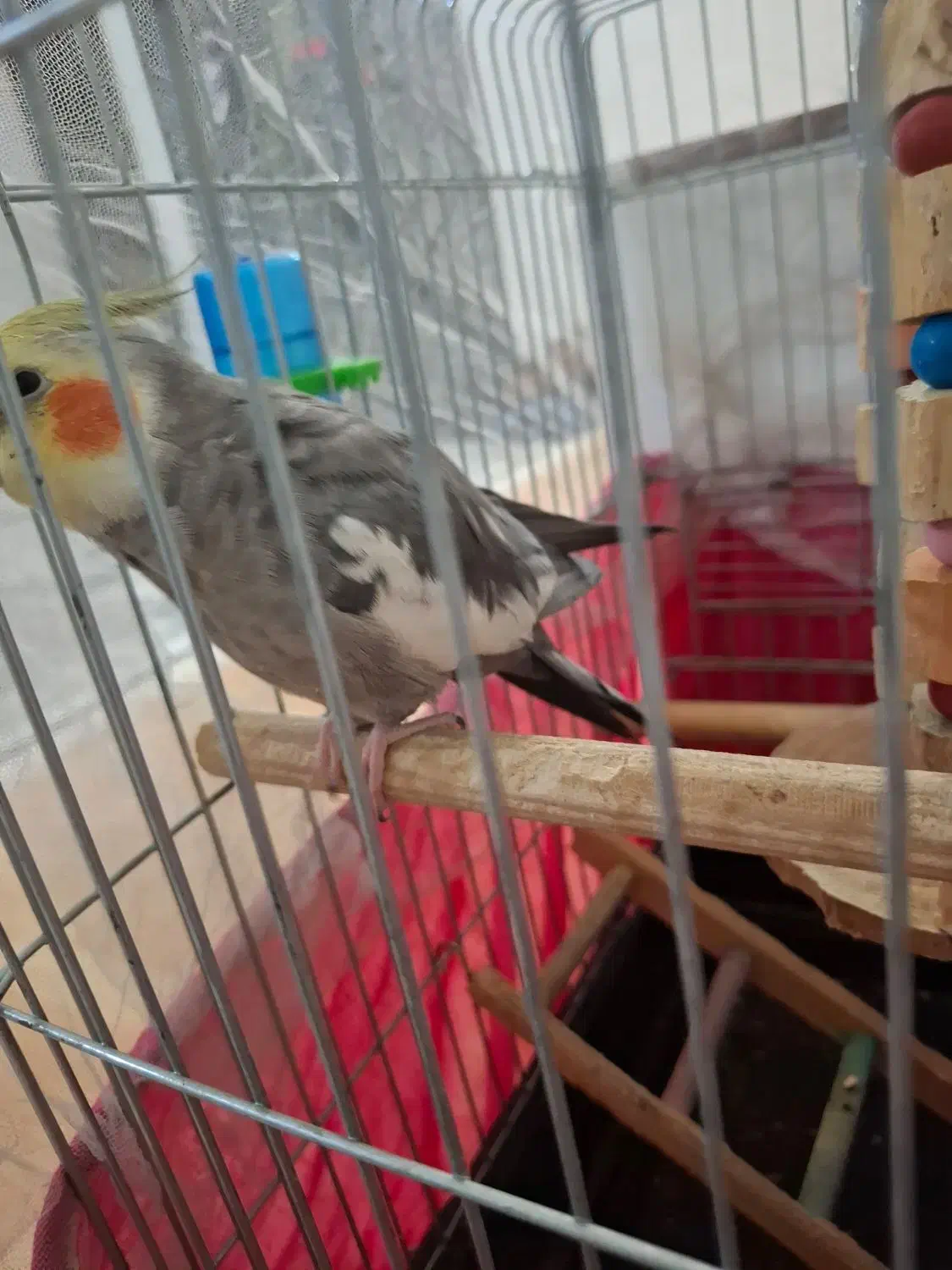 عروس هلندی سخنگو|پرنده|پاکدشت, شهرک امام رضا|دیوار