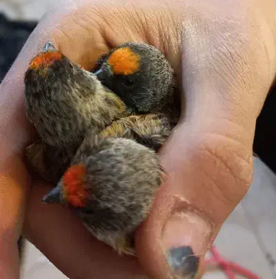 گلبسر خوشگل کشیده|پرنده|تهران, ترمینال جنوب|دیوار