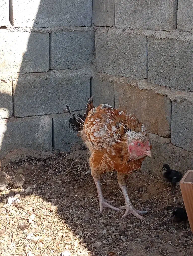 بره ومرغ|حیوانات مزرعه|چاه مرید, |دیوار