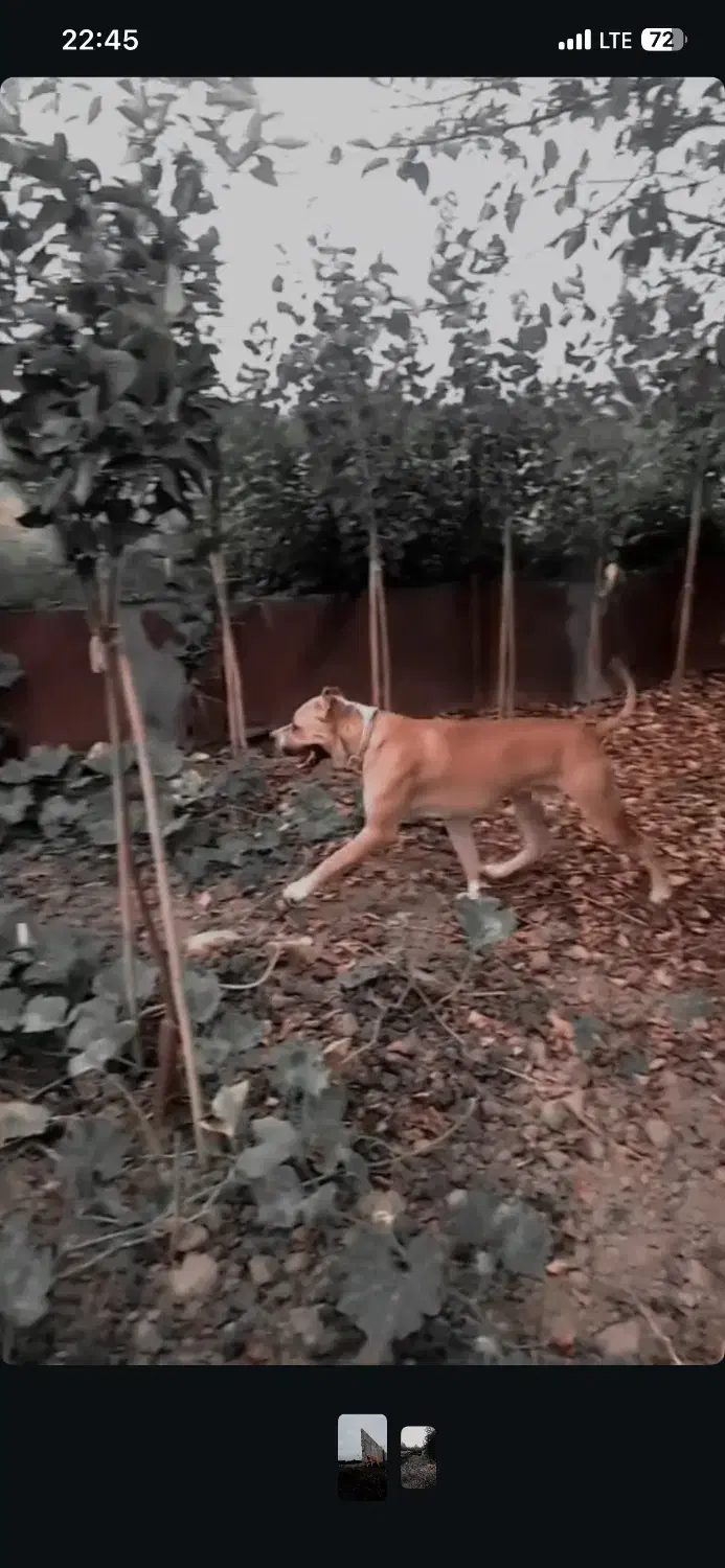 سگ نگهبان|سگ|قائمشهر, |دیوار