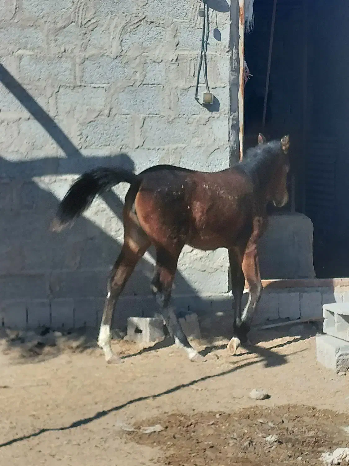 اسب|اسب و تجهیزات اسب‌سواری|شهر بابک, |دیوار