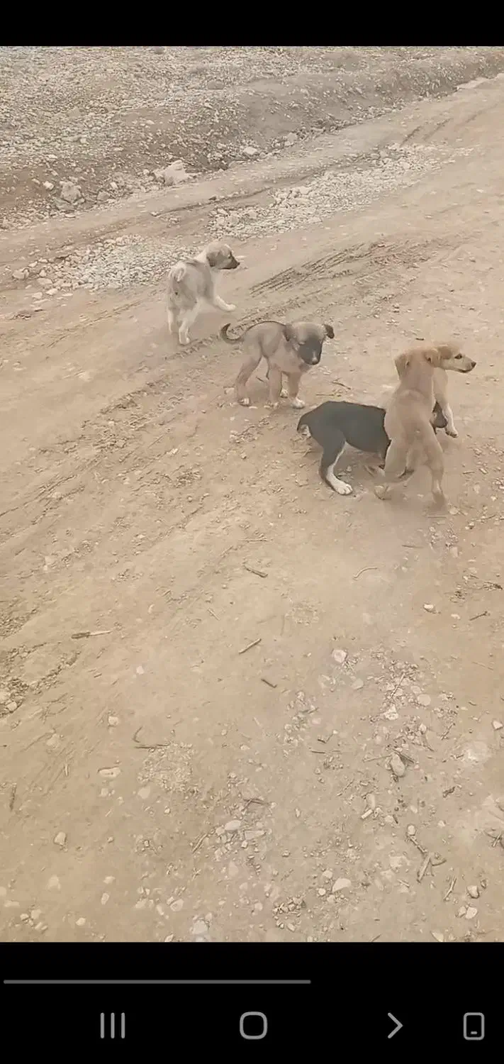 سگ‌‌‌زرد|سگ|آباده, |دیوار