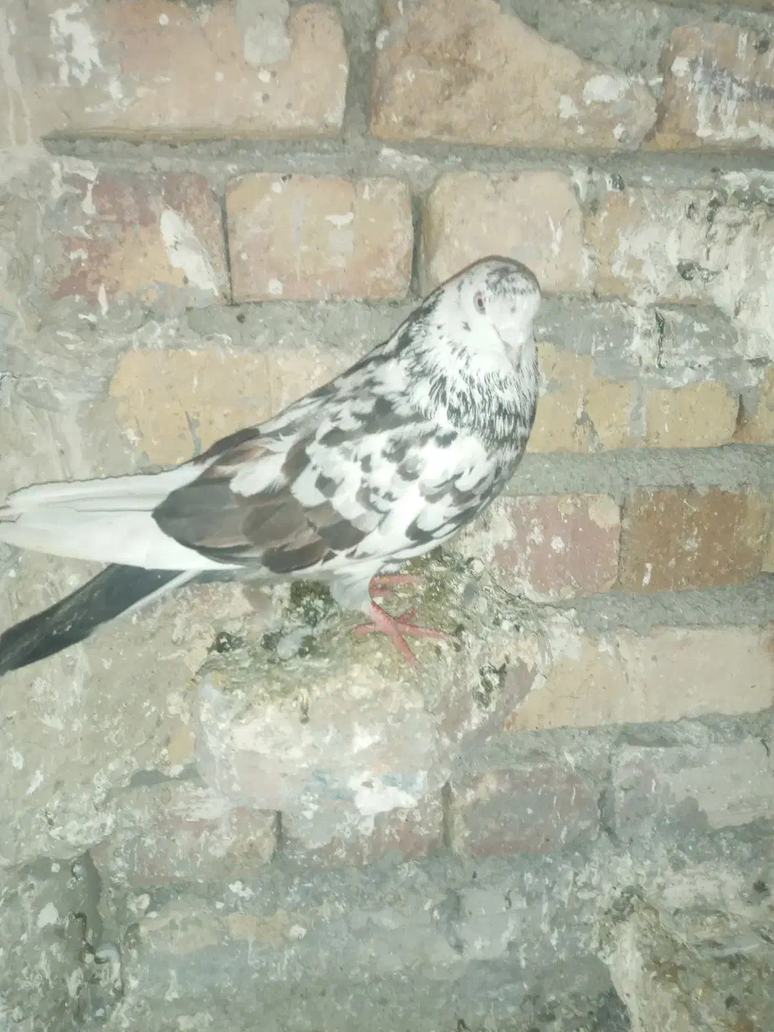 کفتر|پرنده|ارومیه, |دیوار