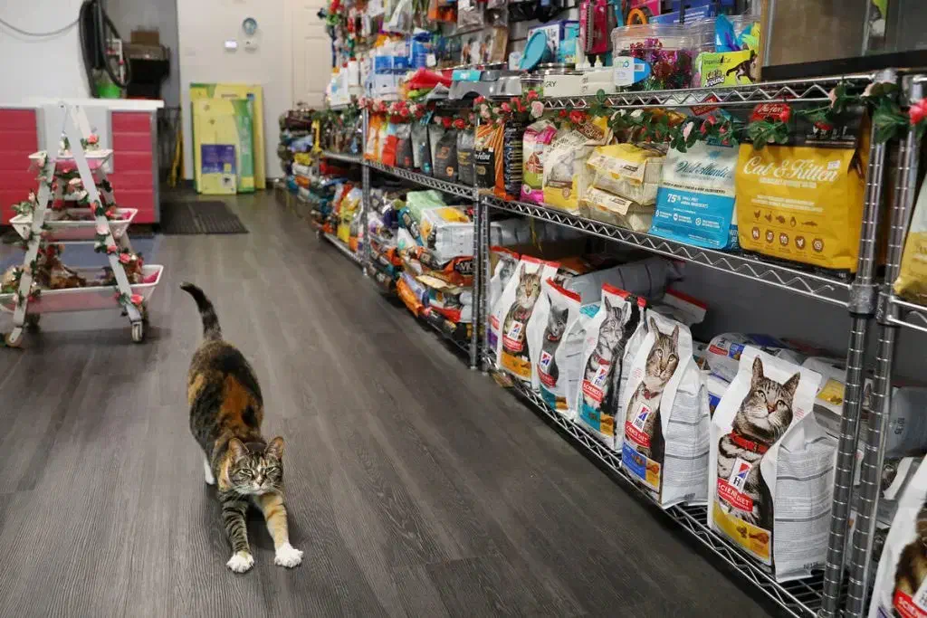 فروشنده پت شاپ|استخدام بازاریابی و فروش|بندر گناوه, |دیوار