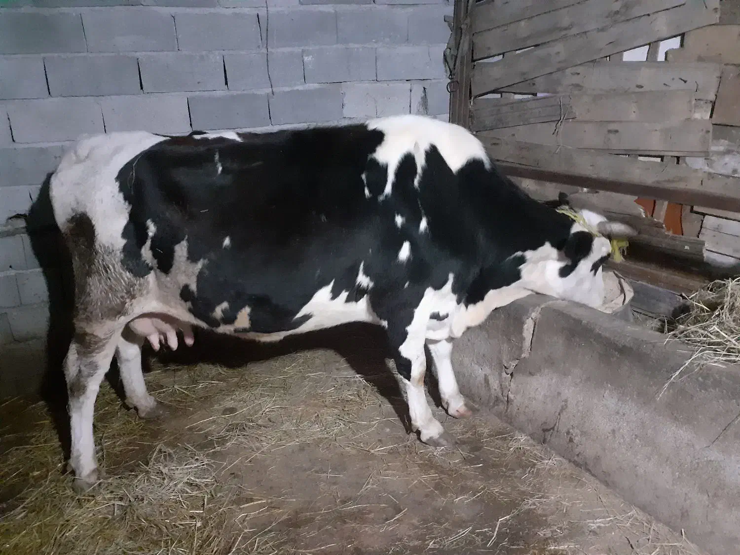 گاو هلشتاین شیری|حیوانات مزرعه|ماسال, |دیوار