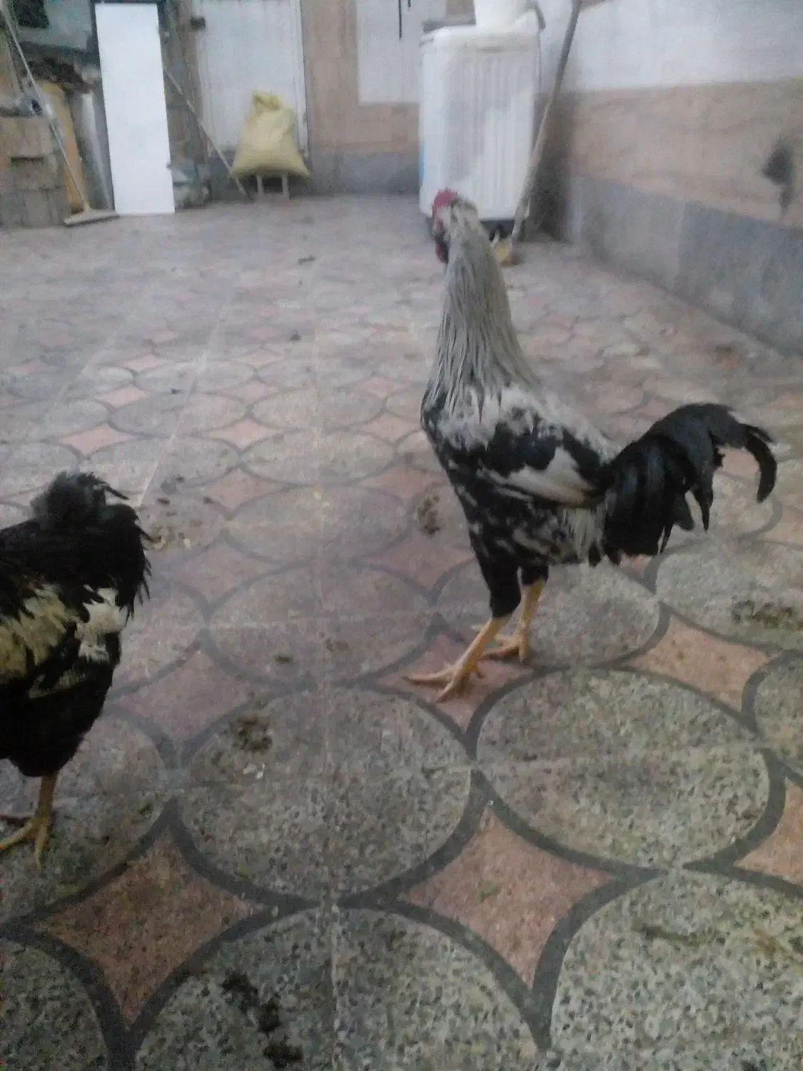 فروشی|حیوانات مزرعه|شیراز, گویم|دیوار