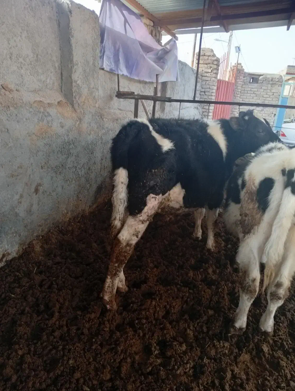 گوساله نر|حیوانات مزرعه|نیشابور, فضل|دیوار