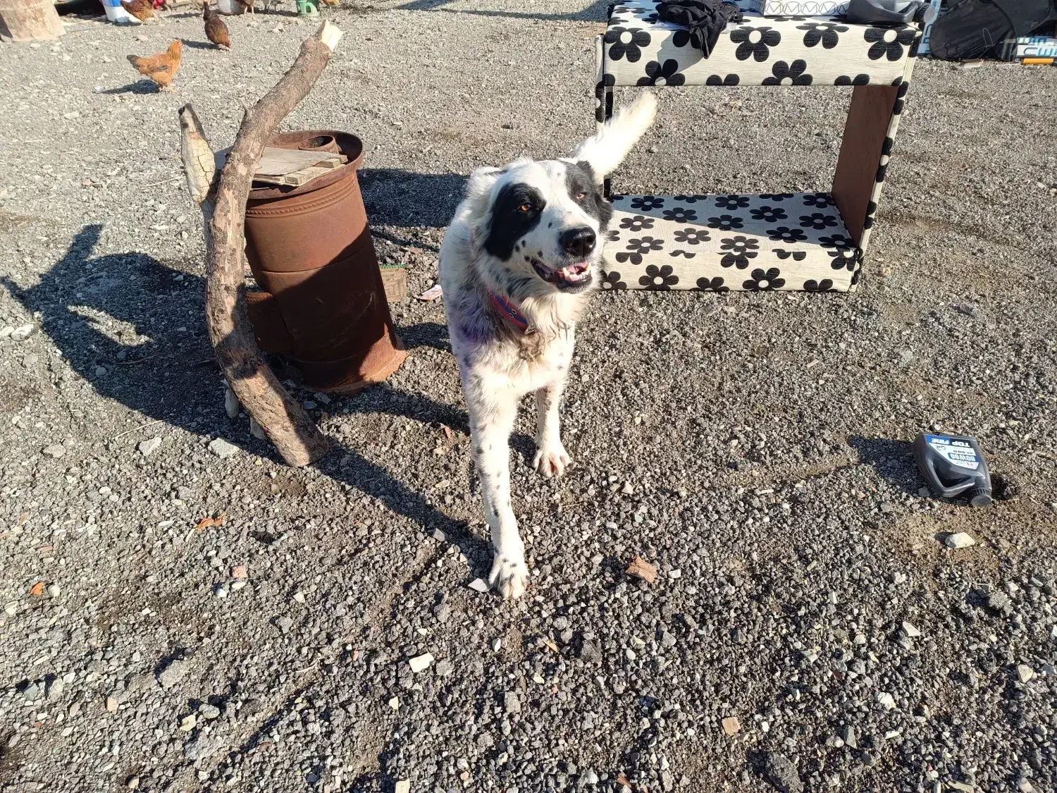 گمشده لطفاً اطلاع دهید|حیوانات|چهاردانگه (تهران), |دیوار