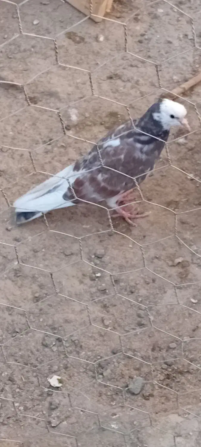 سینه سیاه و ابلاغ|پرنده|فیروزآباد (آذربایجان), |دیوار