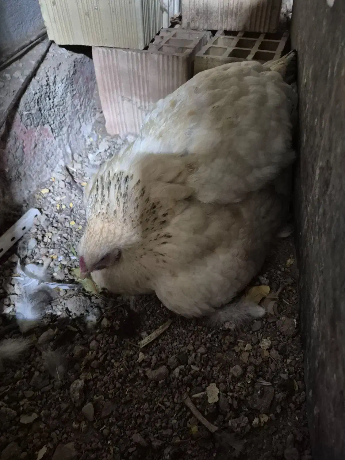 مرغ برهما کرچ|حیوانات مزرعه|آبیک, |دیوار