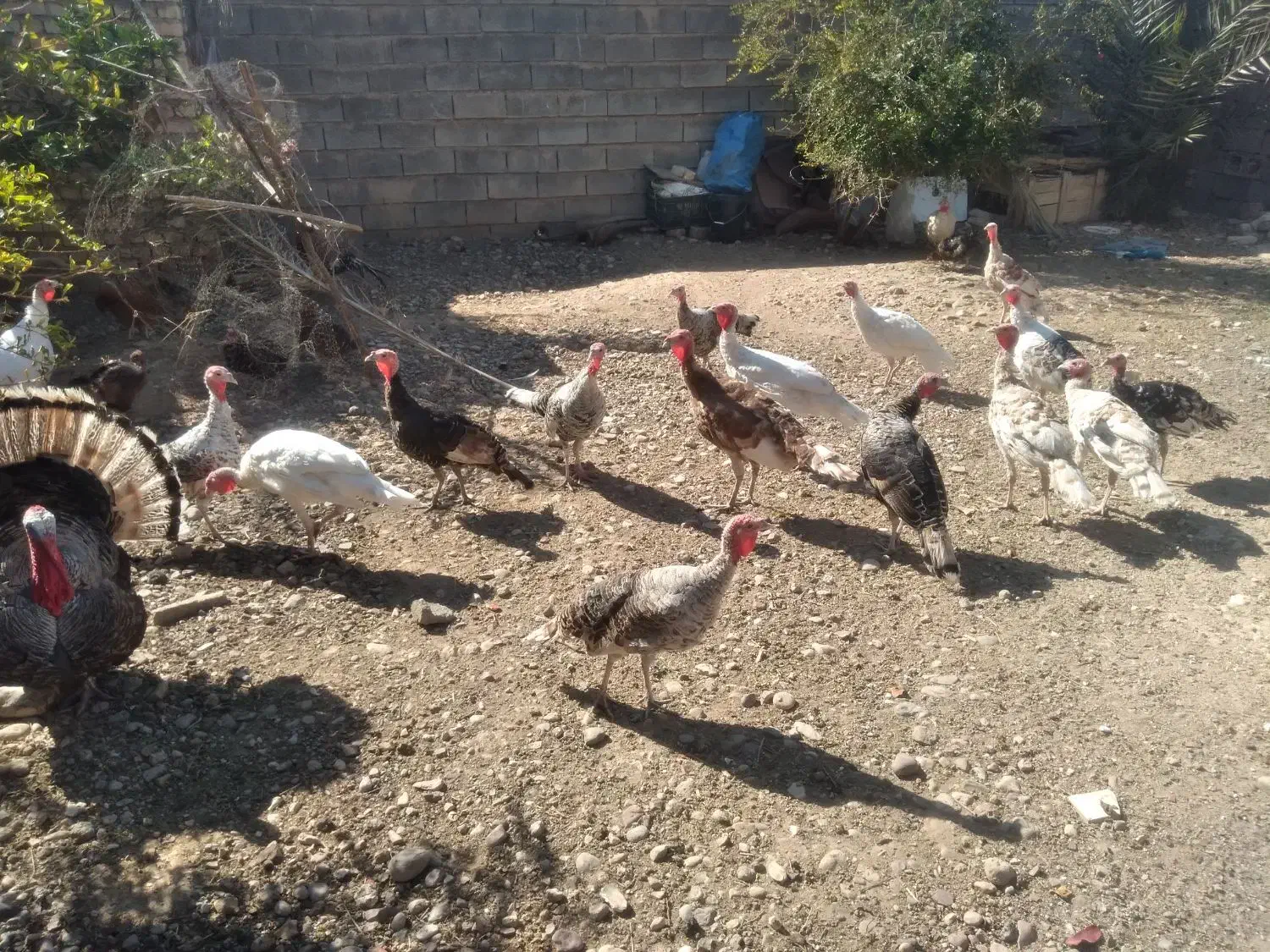 فروش بوقلمون|حیوانات مزرعه|فسا, |دیوار