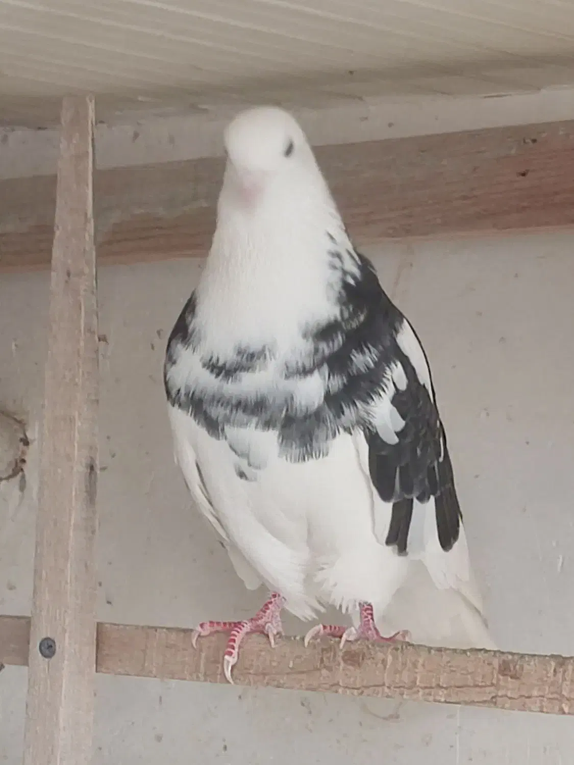 نرهای بلندپرواز|پرنده|رشت, کوی مهر|دیوار