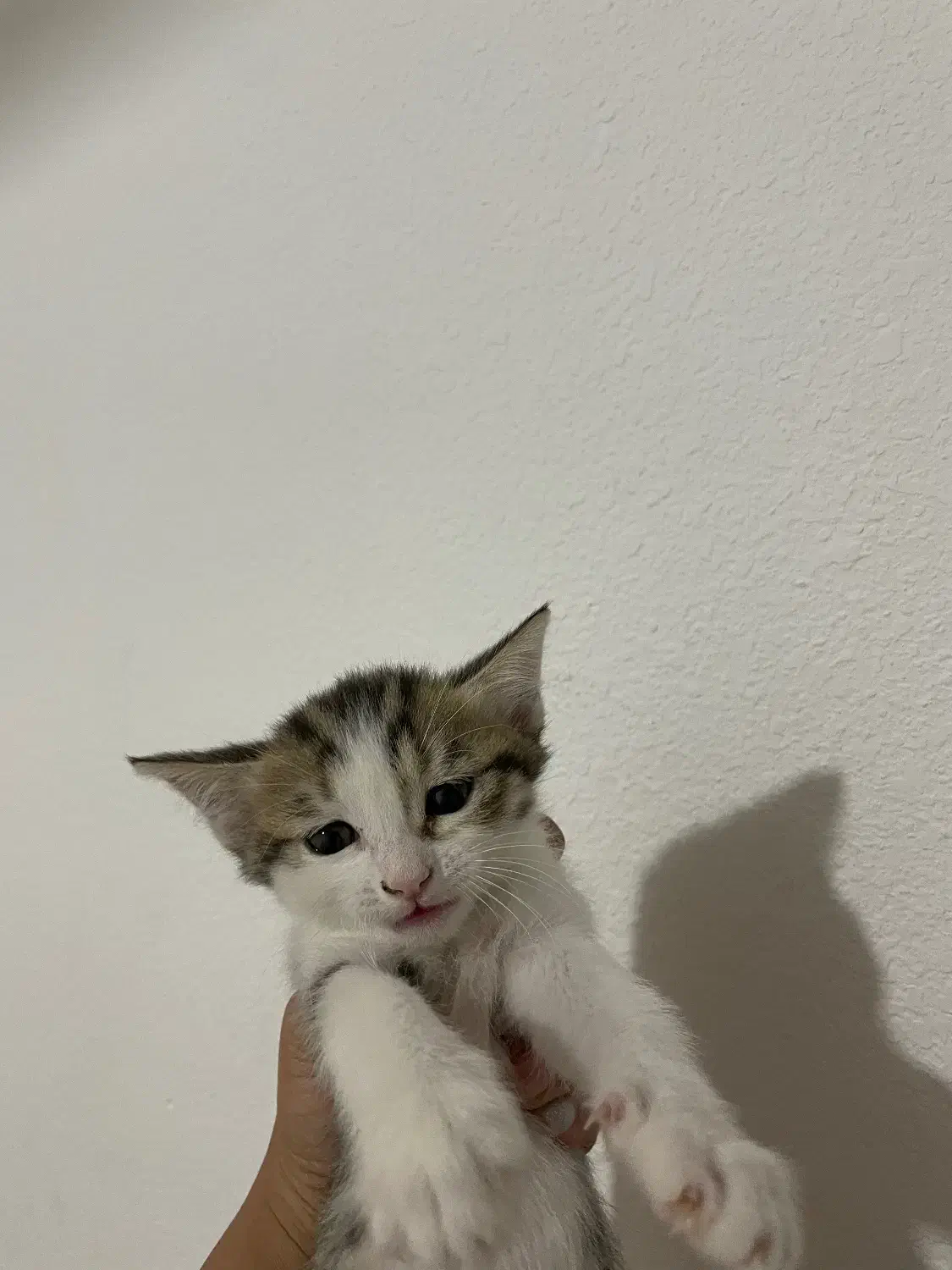 واگذاری بچه گربه رایگان|گربه|صدرا-فارس, فاز ۱|دیوار