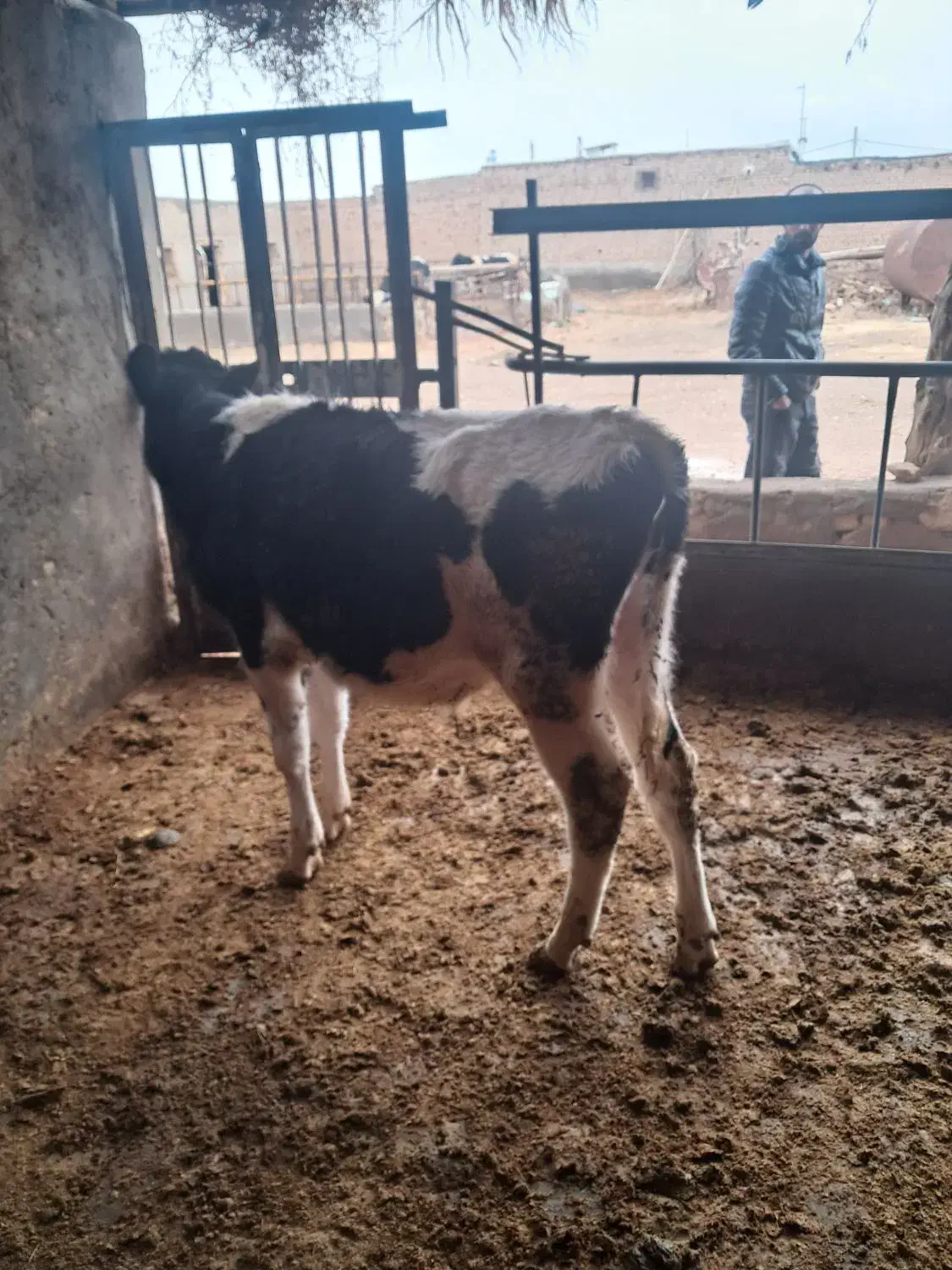 فروشی گوساله نر|حیوانات مزرعه|بوئین زهرا, |دیوار