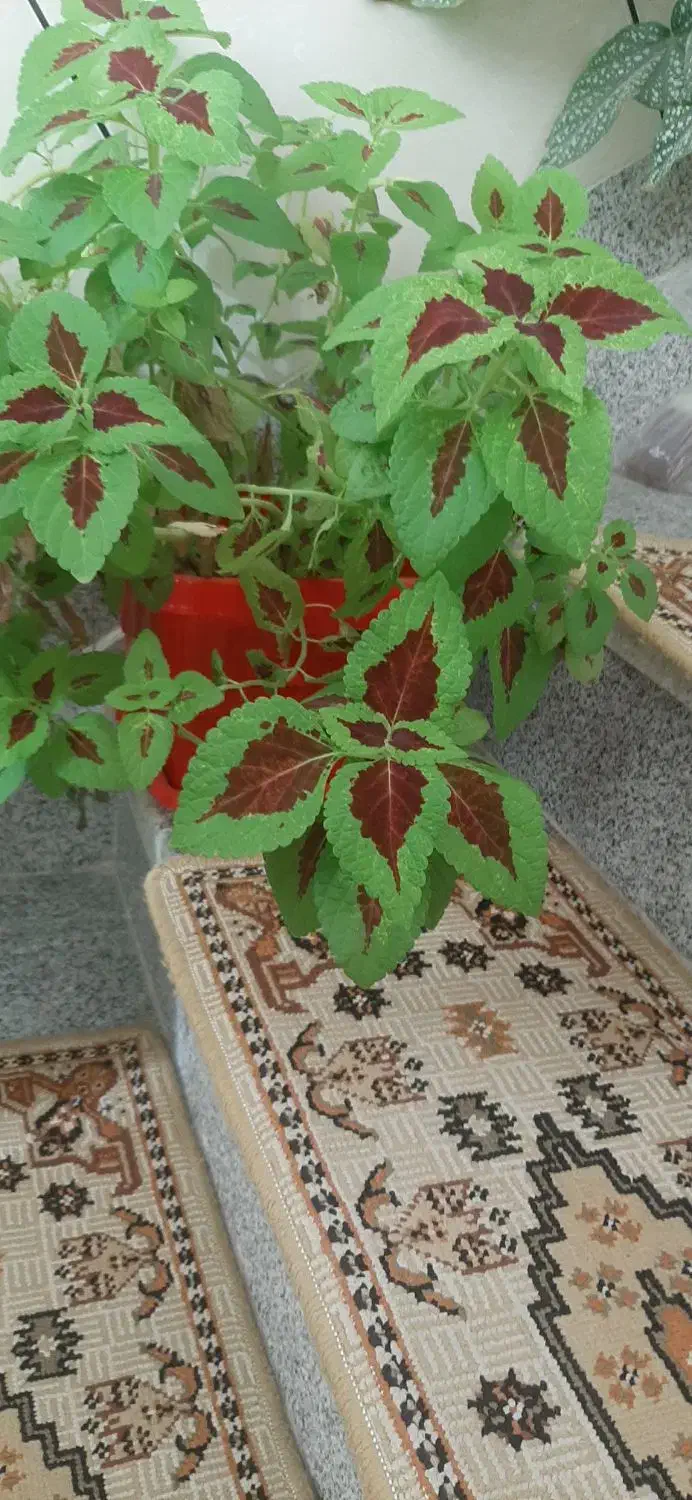 گل های تزئینی برای خانه|گل و گیاه طبیعی|سقز, |دیوار