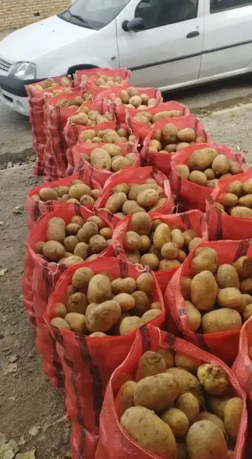 سیب زمینی|خوردنی و آشامیدنی|سلطانیه, |دیوار