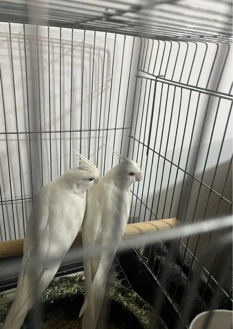 عروس هلندی جوجه|پرنده|کرج, آق تپه|دیوار