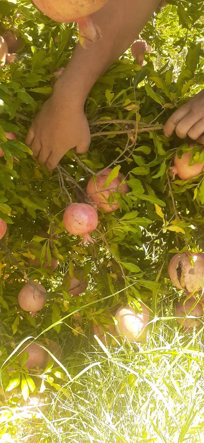 انار|خوردنی و آشامیدنی|کوهنانی, |دیوار