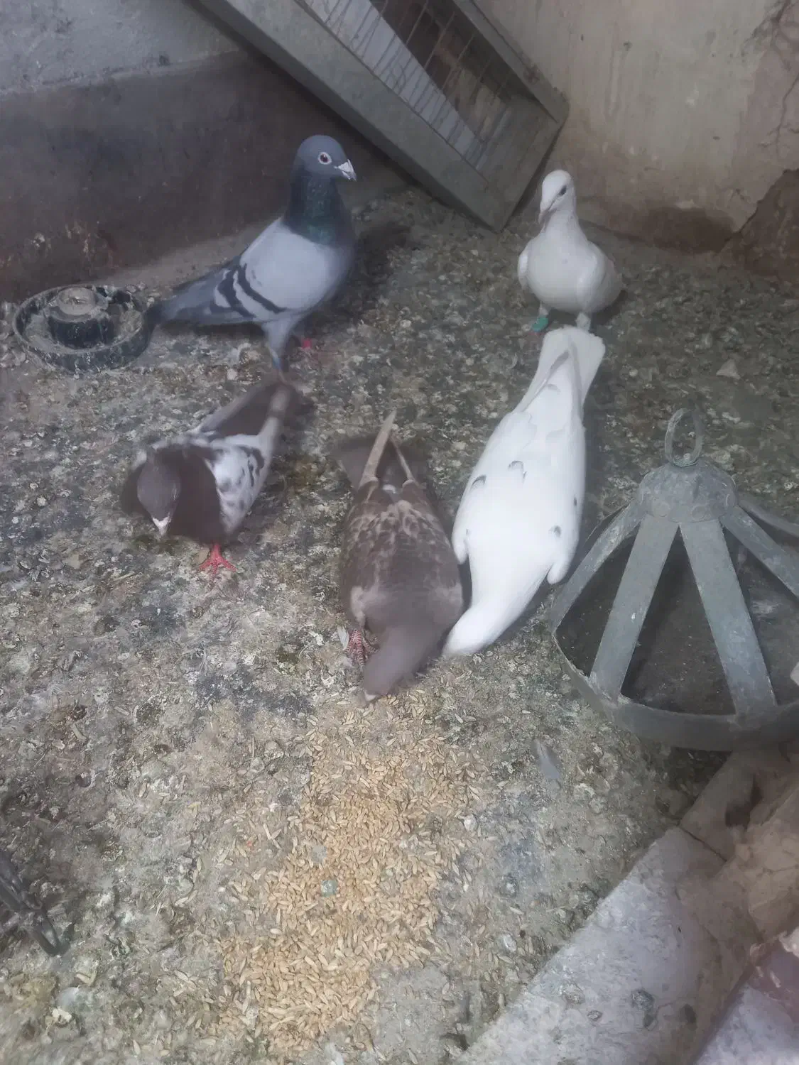 کبوتر|حیوانات|مشهد, ویلاشهر|دیوار