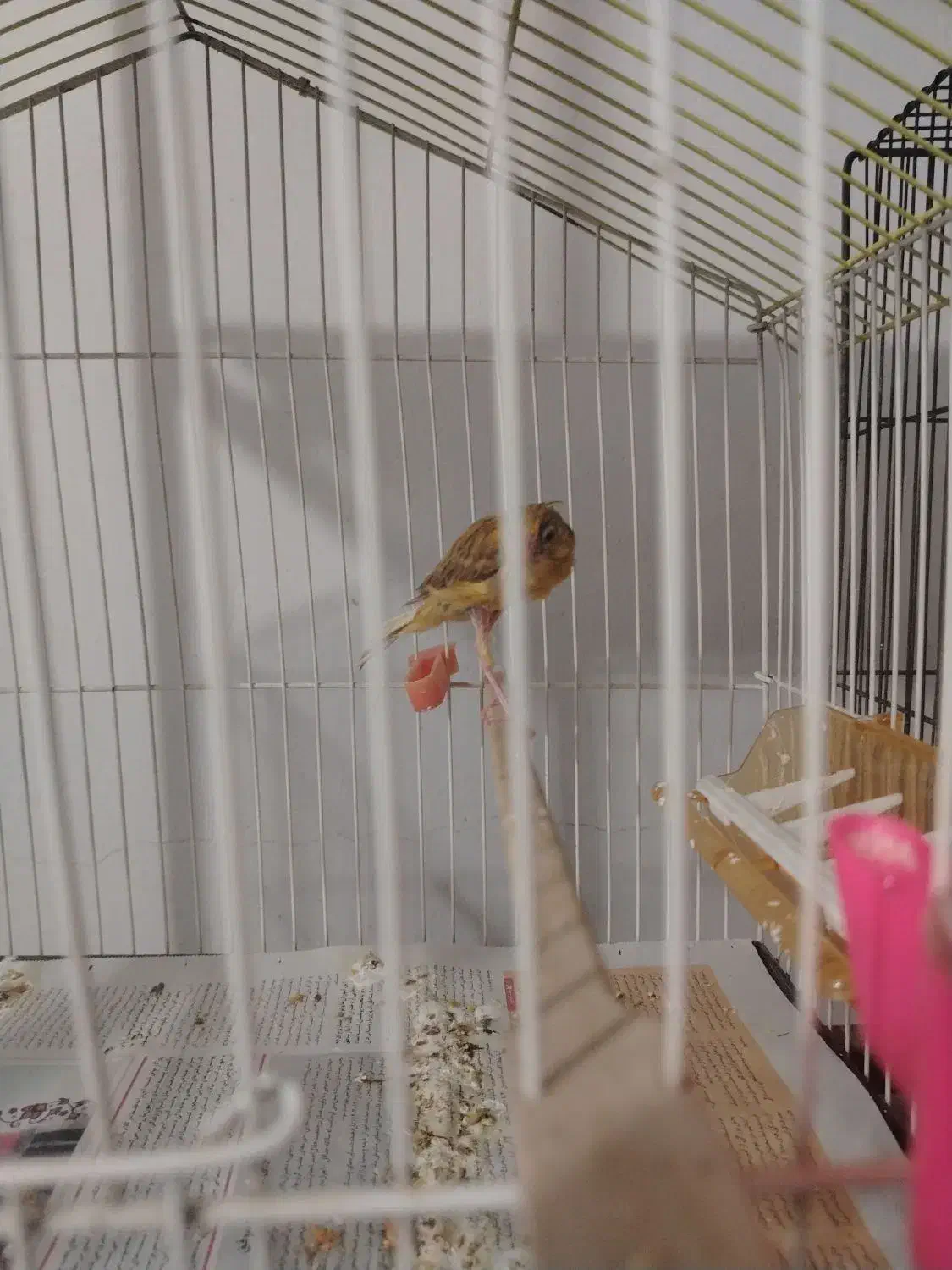 قناری|پرنده|نیشابور, مازول|دیوار