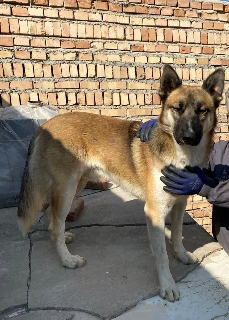 گمشده|حیوانات|تبریز, |دیوار