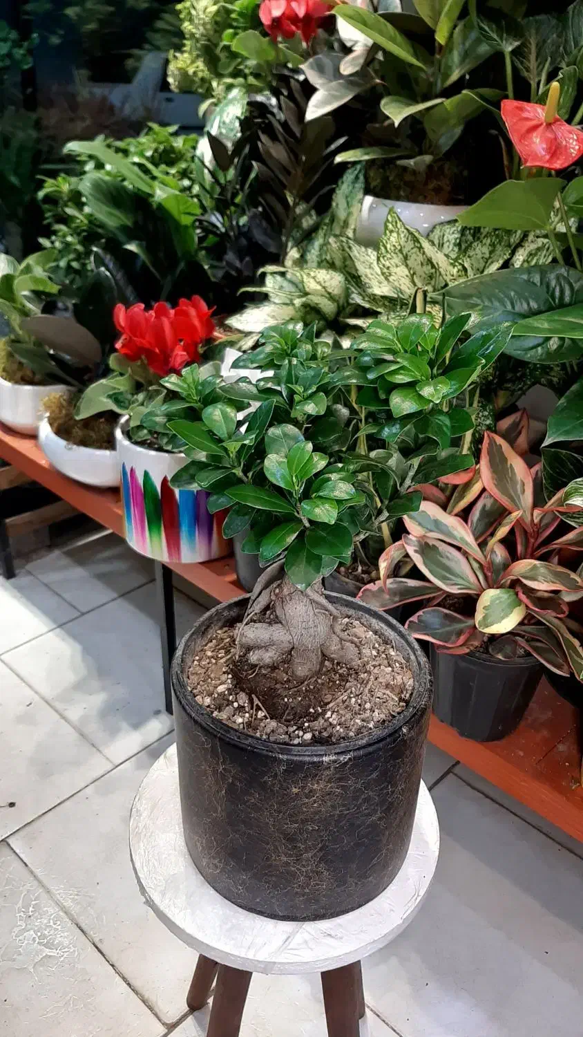 سانسوریا/زاموفیلیا/گل و گیاه آپارتمانی بنسای|گل و گیاه طبیعی|فردیس, فردیس|دیوار