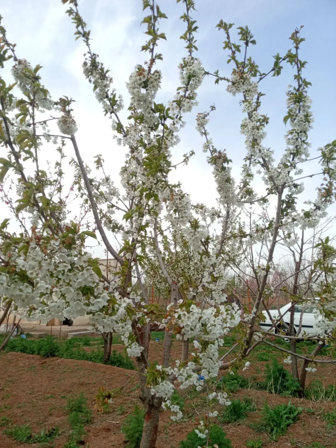 باغ در شربیان|فروش خانه و ویلا|مهربان, |دیوار