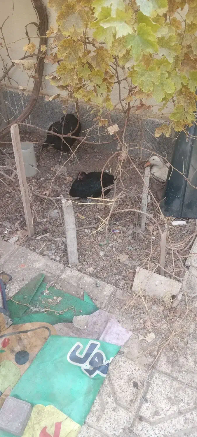 مرغ محلی و اردک|حیوانات مزرعه|مشهد, شهرک مهرگان|دیوار