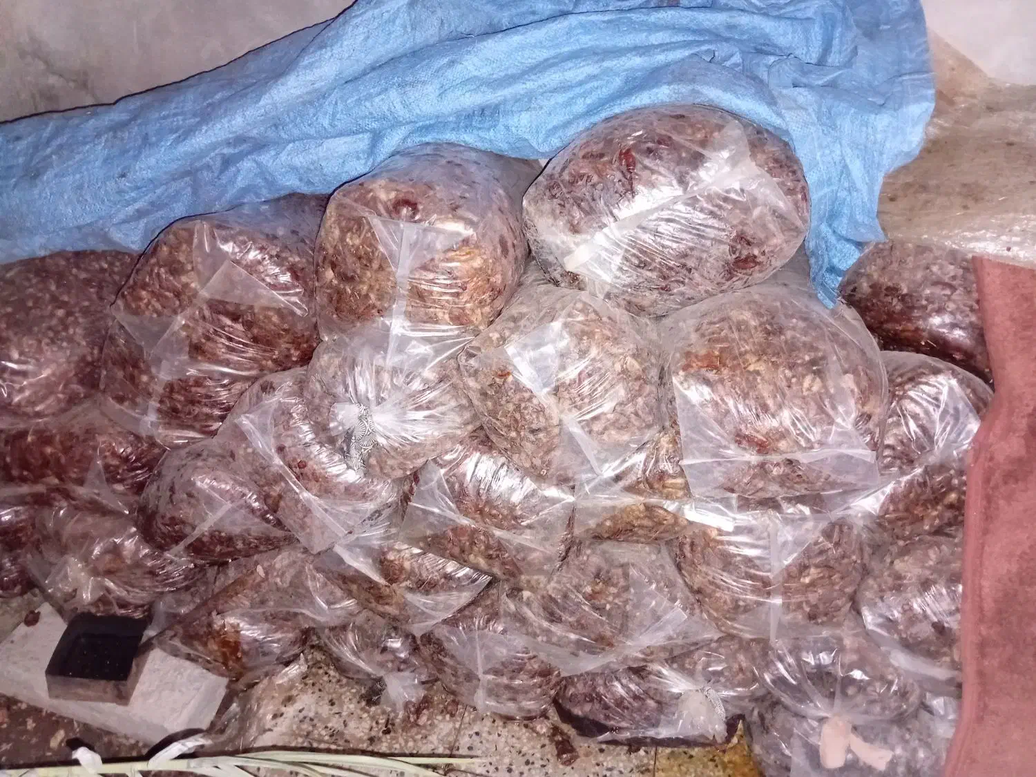 خرما شاهانی|عمده‌فروشی|زرین دشت (فارس), |دیوار