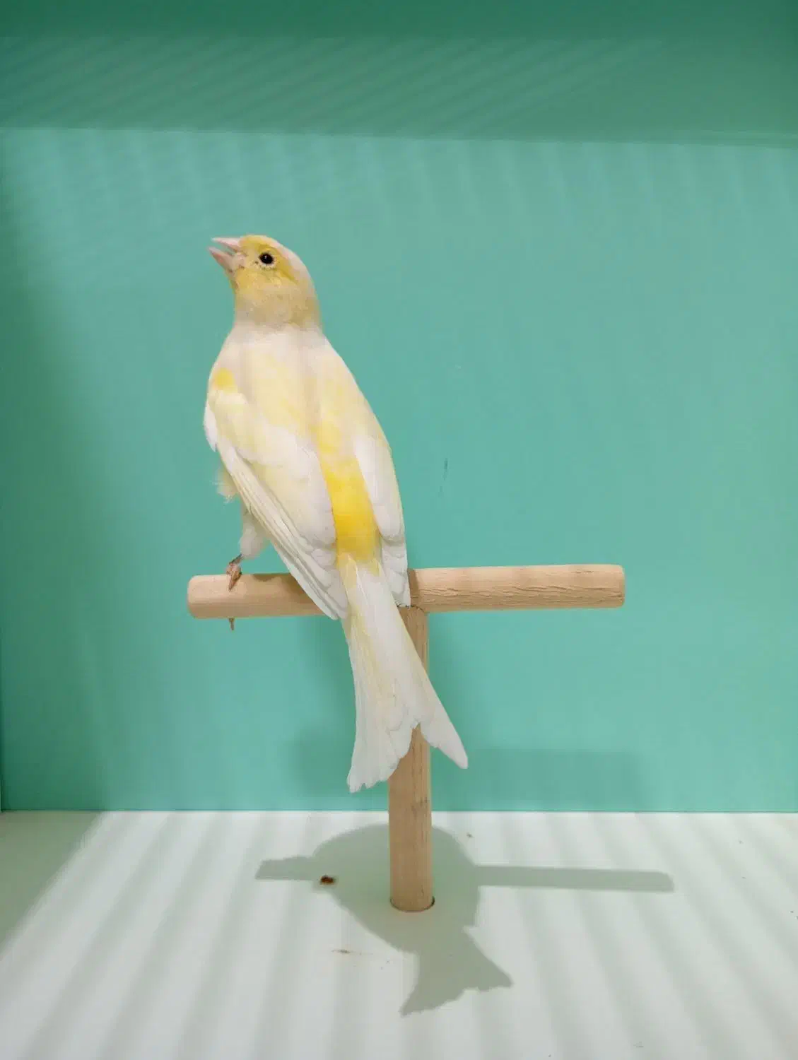 قناری ماده|پرنده|قم, شهرک امام حسن|دیوار