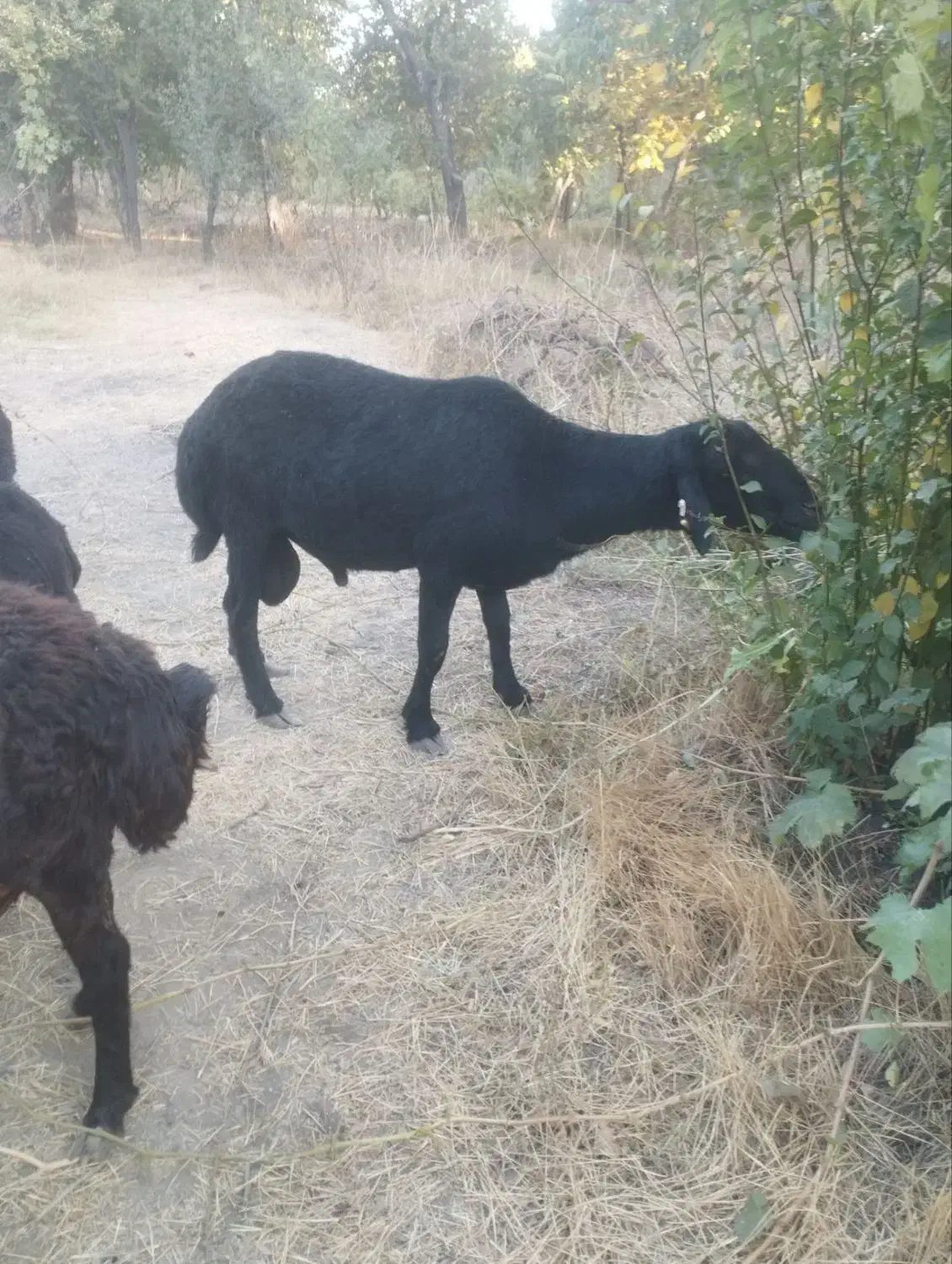 گوسفند قوچ قره قزل|حیوانات مزرعه|خرمدره, |دیوار