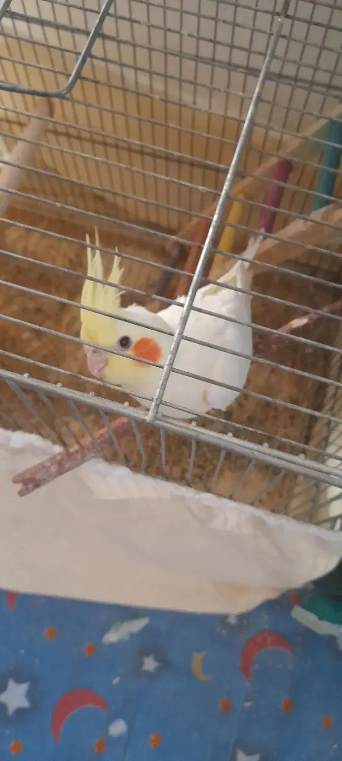 عروس هلندی نر شاتخم ۴ماهه.رامه رام|پرنده|درگزین, |دیوار