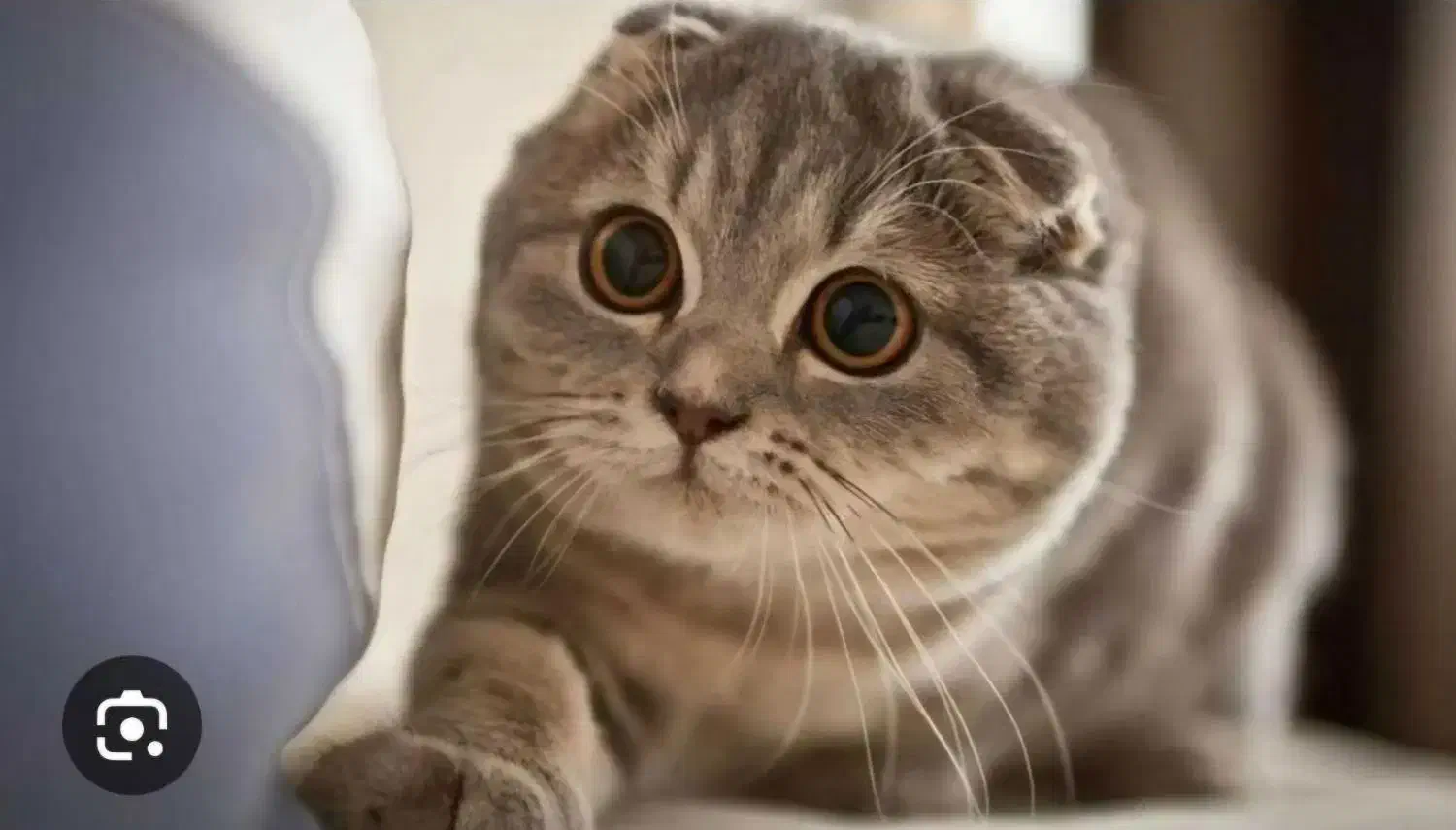 گربه نر شناسنامه دار نژاد اسکاتیش|گربه|اردبیل, |دیوار