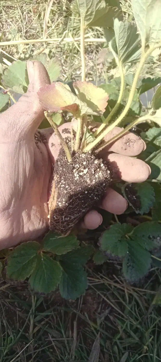 نهال توت فرنگی از کردستان به صورت نقد و شرایطی|خدمات باغبانی و درختکاری|جیرفت, |دیوار