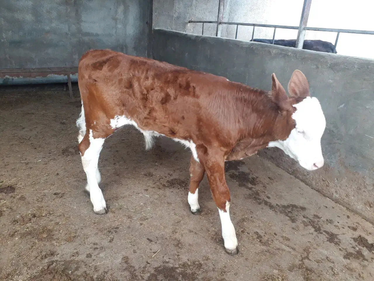 گاو و گوسال|حیوانات مزرعه|تهران, افسریه شمالی|دیوار