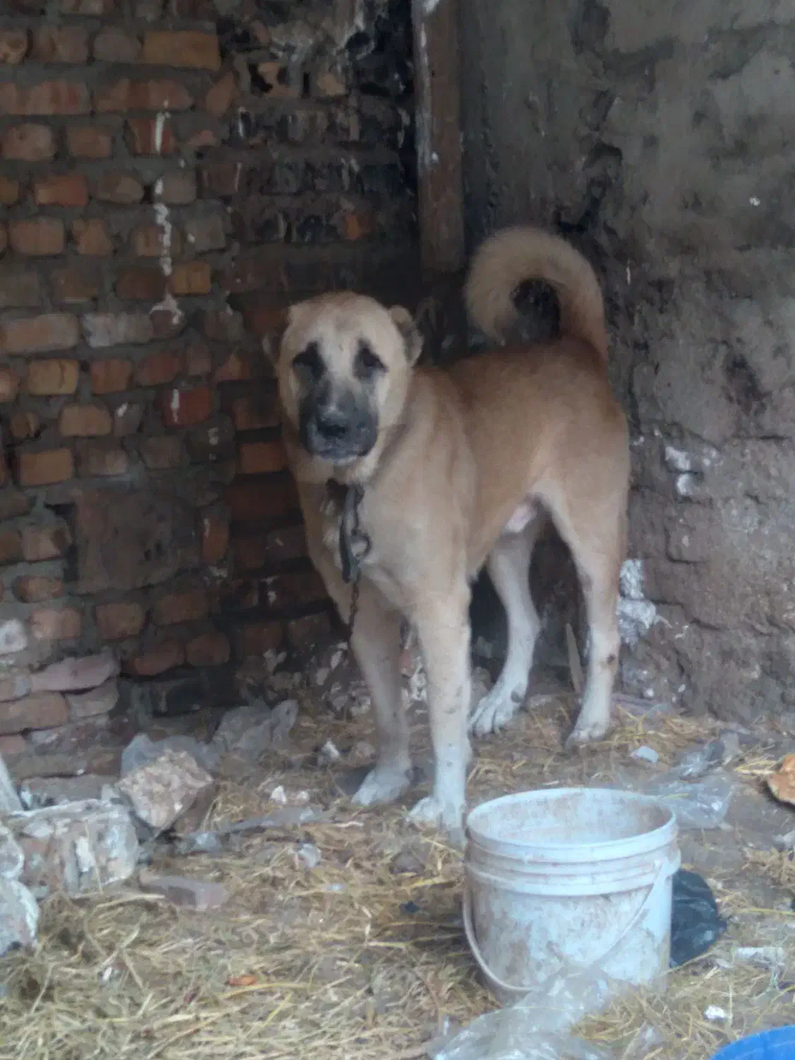 سگ سرابی|سگ|فاضل آباد, |دیوار