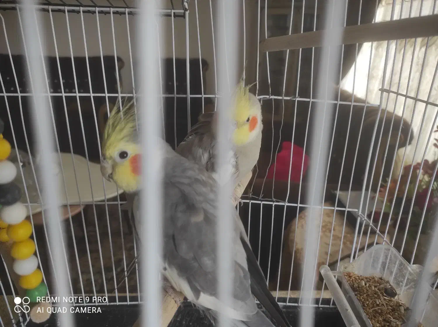 طوطی عروس|پرنده|رشت, گلزاران|دیوار